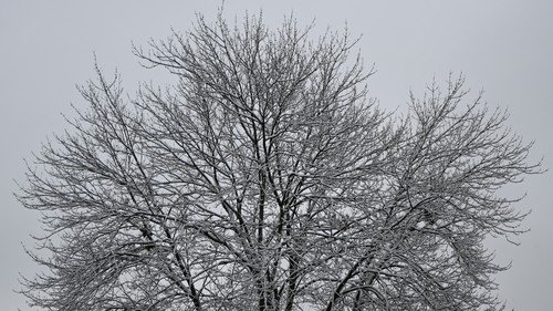 November 2025 No Yellow Leaves in Tree, 